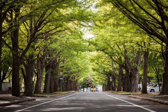 北海道大学札幌キャンパス
